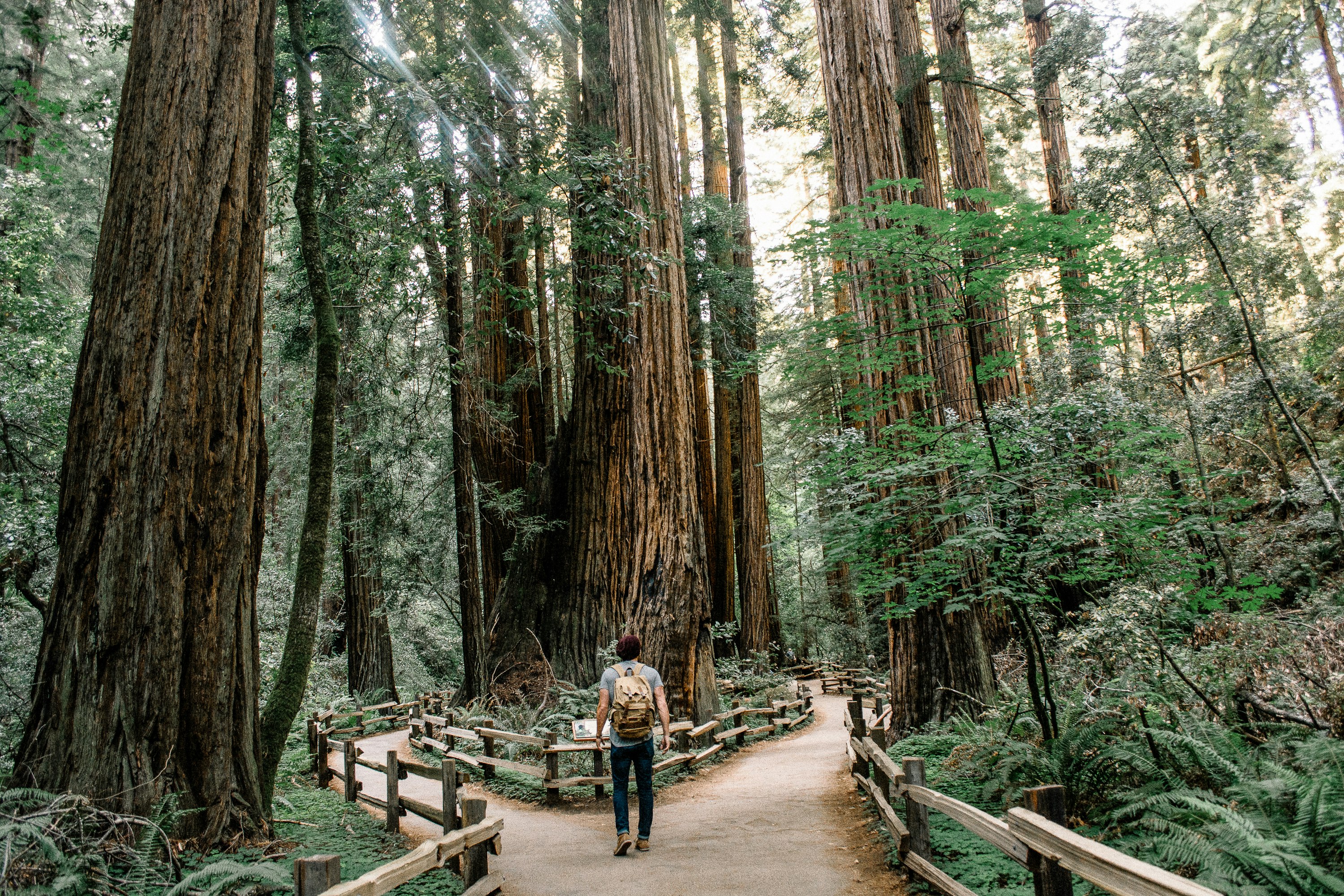 Trilhas em Muir Woods